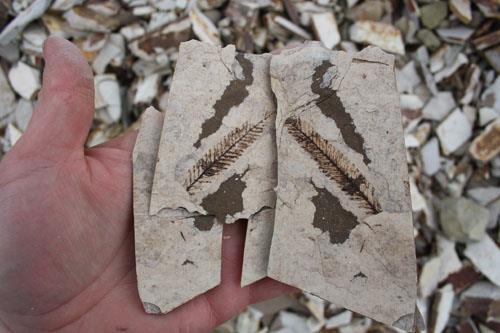 plant fossil close-up